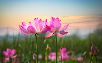 Top 10 Pink Flowers for Your Garden