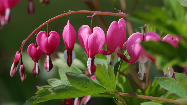 Top 10 Pink Flowers for Your Garden - SocioON