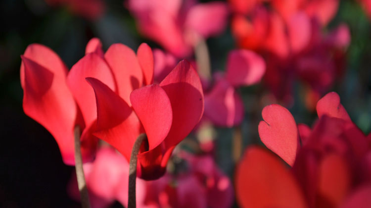 Cyclamen