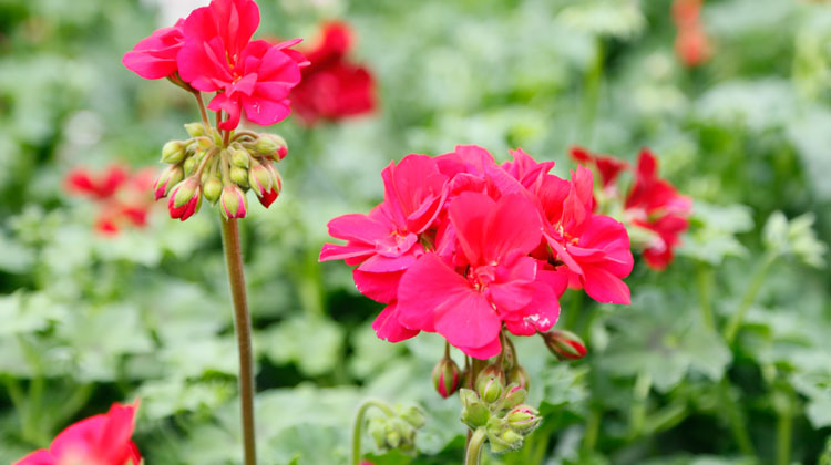 Geranium