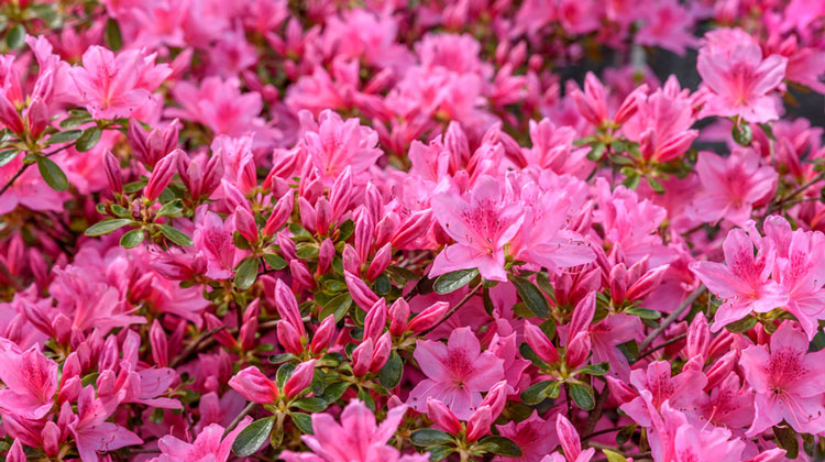 Pink azaleas