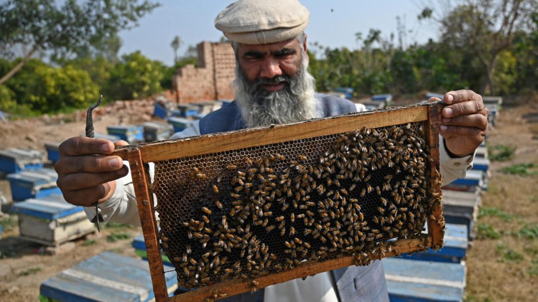 Pakistani beekeepers